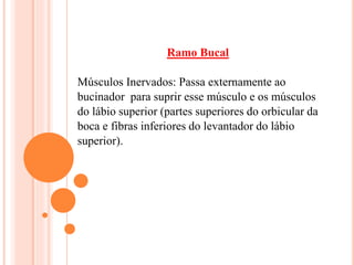 Ramo Bucal 
Músculos Inervados: Passa externamente ao 
bucinador para suprir esse músculo e os músculos 
do lábio superior (partes superiores do orbicular da 
boca e fibras inferiores do levantador do lábio 
superior). 
 
