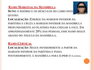 RAMO MARGINAL DAMANDÍBULA 
SUPRE O RISÓRIO E OS MÚSCULOS DO LÁBIO INFERIOR E DO 
QUEIXO. 
LOCALIZAÇÃO :EMERGE DA MARGEM INFERIOR DA 
PARÓTIDA E CRUZA A MARGEM INFERIOR DA MANDÍBULA 
PROFUNDAMENTE AO PLATISMA PARA CHEGAR Á FACE. EM 
APROXIMADAMENTE 20% DAS PESSOAS, ESSE RAMO SEGUE 
ABAIXO DO ÂNGULO DA MANDÍBULA. 
RAMO CERVICAL 
LOCALIZAÇÃO :SEGUE INFERIORMENTE A PARTIR DA 
MARGEM INFERIOR DA PARÓTIDA E PASSA 
POSTERIORMENTE Á MANDÍBULA PARA SUPRIR O PLATISMA. 
 