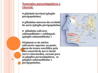 Neuronios parassimpáticos e 
visceral. 
● glândula lacrimal (gânglio 
pterigopalatino) 
● glândulas mucosas da cavidade 
do nariz (gânglio pterigopalatino) 
● glândulas salivares 
submandibular e sublingual . 
(gânglio submandibular ) 
Originam-se do núcleo 
salivatorio superior, na ponte. 
Saem do tronco encefálico pela 
raiz sensorial do nervo facial 
(nervo intermedio), cursam para 
os gânglios parassimpáticos, os 
gânglios submandibular e 
pterigopalatino. 
 
