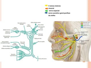 5 ramos motores 
visceral 
nervo especial 
nervo sensitivo geral pavilhao 
da orelha 
 
