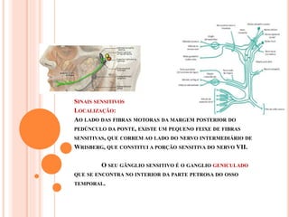SINAIS SENSITIVOS 
LOCALIZAÇÃO: 
AO LADO DAS FIBRAS MOTORAS DA MARGEM POSTERIOR DO 
PEDÚNCULO DA PONTE, EXISTE UM PEQUENO FEIXE DE FIBRAS 
SENSITIVAS, QUE CORREM AO LADO DO NERVO INTERMEDIÁRIO DE 
WRISBERG, QUE CONSTITUI A PORÇÃO SENSITIVA DO NERVO VII. 
O SEU GÂNGLIO SENSITIVO É O GANGLIO GENICULADO 
QUE SE ENCONTRA NO INTERIOR DA PARTE PETROSA DO OSSO 
TEMPORAL. 
 