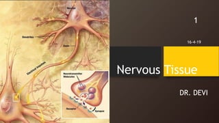 Nervous Tissue
DR. DEVI
1
16-4-19
 
