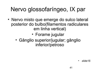 Nervo glossofaríngeo, IX par 
• Nervo misto que emerge do sulco lateral 
posterior do bulbo(filamentos radiculares 
41 
em linha vertical) 
• Forame jugular 
• Gânglio superior/jugular; gânglio 
inferior/petroso 
• slide15 
 