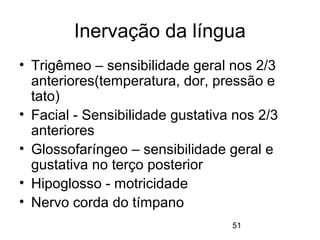 Inervação da língua 
• Trigêmeo – sensibilidade geral nos 2/3 
anteriores(temperatura, dor, pressão e 
tato) 
• Facial - Sensibilidade gustativa nos 2/3 
anteriores 
• Glossofaríngeo – sensibilidade geral e 
gustativa no terço posterior 
• Hipoglosso - motricidade 
• Nervo corda do tímpano 
51 
 