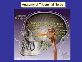 Anatomy of Trigeminal Nerve
 