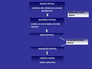 NERVO ÓPTICO
(axônios das células da camada
ganglionar)
QUIASMA ÓPTICO
(união ao nervo óptico do lado
oposto)
Saída pelo canal
óptico
TRATO ÓPTICO
Corpo geniculado
lateral
RADIAÇÃO ÓPTICA
CÓRTEX VISUAL
(sulco calcarino)
 