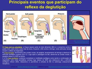 Principais eventos que participam do
reflexo da deglutição
A) Fase oral ou voluntária: a língua separa parte do bolo alimentar (BA) e o comprime contra o
palato duro, para cima e para trás da boca, forçando o BA contra a farínge, onde estímulos tácteis
iniciam o reflexo da deglutição.
B) Fase faríngea: fechamento das cordas vocais, da epiglote, levantamento da farínge e abertura do
esfíncter esofágico superior (B e C). Logo após a passagem do BA, abrem-se as cordas vocais, a
epiglote relaxa e o EES se fecha.
C e D) Fase esofágica: podemos comsiderar a motilidade esofágica como sendo a continuação da
deglutição: uma onda peristáltica começa logo abaixo do EES que desloca-se até o esfíncter
esofágico inferior (EEI), relaxando-o e permitindo a entrada do BA no estômago (relaxamento
receptivo).
http://www.icb.ufmg.br/fib/gr
adua/digestivo/index.htm
extraído de: Vander, Sherman & Luciano, 2002 – WEBsite original: http://www.biocourse.com/mhhe/bcc/domains/quad/topic.xsp?id=000270
 