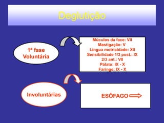 Deglutição
1ª fase
Voluntária
Involuntárias
Múculos da face: VII
Mastigação: V
Língua motricidade: XII
Sensibilidade 1/3 post.: IX
2/3 ant.: VII
Pálato: IX - X
Faringe: IX - X
ESÔFAGO
 
