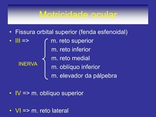 Motricidade ocular
• Fissura orbital superior (fenda esfenoidal)
• III => m. reto superior
m. reto inferior
m. reto medial
m. oblíquo inferior
m. elevador da pálpebra
• IV => m. oblíquo superior
• VI => m. reto lateral
INERVA
 