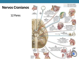 Nervos Cranianos
12 Pares
 
