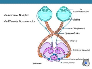 Via Aferente: N. óptico
Via Eferente: N. oculomotor
N. Edinger-Westphal
 