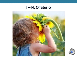 I – N. Olfatório
 