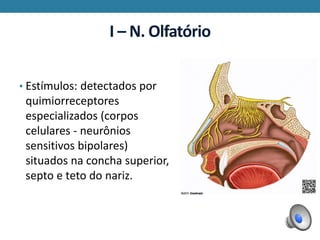 I – N. Olfatório
• Estímulos: detectados por
quimiorreceptores
especializados (corpos
celulares - neurônios
sensitivos bipolares)
situados na concha superior,
septo e teto do nariz.
 