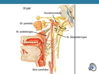 Gl. parótida
Seio carotídeo
M. estilofarígeo
Ouvido/conduto
N. Glossofaríngeo
 