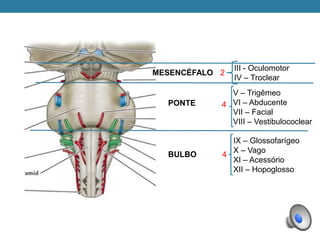 BULBO
PONTE
MESENCÉFALO
4
4
IX – Glossofarígeo
X – Vago
XI – Acessório
XII – Hopoglosso
V – Trigêmeo
VI – Abducente
VII – Facial
VIII – Vestibulococlear
III - Oculomotor
IV – Troclear
2
 