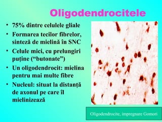 Oligodendrocitele
• 75% dintre celulele gliale
• Formarea tecilor fibrelor,
sinteză de mielină în SNC
• Celule mici, cu prelungiri
puţine (“butonate”)
• Un oligodendrocit: mielina
pentru mai multe fibre
• Nucleul: situat la distanţă
de axonul pe care îl
mielinizează
Oligodendrocite, impregnare Gomori

 