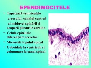 EPENDIMOCITELE
• Tapetează ventriculele
creerului, canalul central
al măduvei spinării şi
acoperă plexurile coroide
• Celule epiteliale
diferenţiate secretor
• Microvili la polul apical
• Cuboidale la ventriculi şi
columnare la canal spinal

 