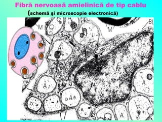 Fibră nervoasă amielinică de tip cablu
(schemă şi microscopie electronică)

 
