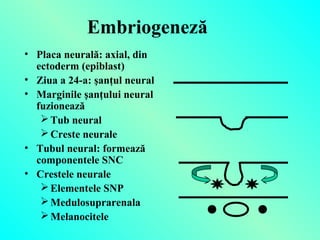 Embriogeneză
• Placa neurală: axial, din
ectoderm (epiblast)
• Ziua a 24-a: şanţul neural
• Marginile şanţului neural
fuzionează
 Tub neural
 Creste neurale
• Tubul neural: formează
componentele SNC
• Crestele neurale
 Elementele SNP
 Medulosuprarenala
 Melanocitele

 