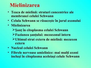 Mielinizarea
• Teaca de mielină: straturi concentrice ale
membranei celulei Schwann
• Celula Schwann se răsuceşte în jurul axonului
• Mielinizarea
Şanţ în citoplasma celulei Schwann
Fuziunea şanţului: mezaxonul intern
Ultimul strat extern de mielină: mezaxon
extern
• Nucleul celulei Schwann
• Fibrele nervoase amielinice: mai mulţi axoni
incluşi în citoplasma aceleiaşi celule Schwann

 