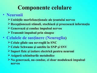 Componente celulare
• Neuronii
 Unităţile morfofuncţionale ale ţesutului nervos
 Recepţionează stimuli, stochiază şi procesează informaţia
 Generează şi conduc impulsul nervos
 Transmit impulsul prin sinapse

• Celulele de susţinere (Neuroglia)
 Celule gliale sau nevroglii în SNC
 Celule Schwann şi satelite în SNP şi SNV
 Suport fizic şi izolare electrică pentru neuroni
 Asigură schimburile metabolice
 Nu generează, nu conduc, ci doar modulează impulsul
nervos

 