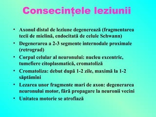 Consecinţele leziunii
• Axonul distal de leziune degenerează (fragmentarea
tecii de mielină, endocitată de celule Schwann)
• Degenerarea a 2-3 segmente internodale proximale
(retrograd)
• Corpul celular al neuronului: nucleu excentric,
tumefiere citoplasmatică, cromatoliză
• Cromatoliza: debut după 1-2 zile, maximă la 1-2
săptămîni
• Lezarea unor fragmente mari de axon: degenerarea
neuronului motor, fără propagare la neuronii vecini
• Unitatea motorie se atrofiază

 
