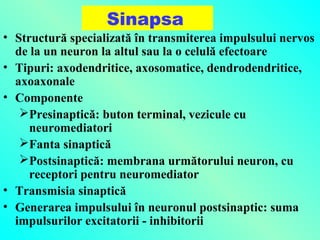 Sinapsa

• Structură specializată în transmiterea impulsului nervos
de la un neuron la altul sau la o celulă efectoare
• Tipuri: axodendritice, axosomatice, dendrodendritice,
axoaxonale
• Componente
Presinaptică: buton terminal, vezicule cu
neuromediatori
Fanta sinaptică
Postsinaptică: membrana următorului neuron, cu
receptori pentru neuromediator
• Transmisia sinaptică
• Generarea impulsului în neuronul postsinaptic: suma
impulsurilor excitatorii - inhibitorii

 
