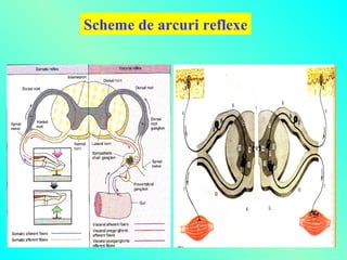 Scheme de arcuri reflexe

 