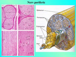 Nerv periferic

 