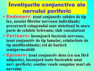 Învelişurile conjunctive ale
nervului periferic

• Endonerv: ţesut conjunctiv subţire de tip
lax, asociat fibrelor nervoase individuale;
precursorii colagenului sunt sintetizaţi în mare
parte de celulele Schwann; slab vascularizat
• Perinerv: înconjoară fascicule nervoase,
ţesut conjunctiv de tip lamelar, celularitate de
tip miofibroblastic; rol de barieră
semipermeabilă
• Epinerv: ţesut conjunctiv dens (cu sau fără
adipocite), înconjură toate fasciculele unui
nerv periferic; conţine vasele sanguine mari ale
nervului

 