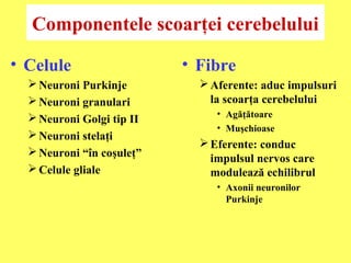 Componentele scoarţei cerebelului
• Celule
 Neuroni Purkinje
 Neuroni granulari
 Neuroni Golgi tip II
 Neuroni stelaţi
 Neuroni “în coşuleţ”
 Celule gliale

• Fibre
 Aferente: aduc impulsuri
la scoarţa cerebelului
• Agăţătoare
• Muşchioase

 Eferente: conduc
impulsul nervos care
modulează echilibrul
• Axonii neuronilor
Purkinje

 