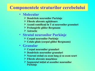 Componentele straturilor cerebelului
• Molecular






Dendritele neuronilor Purkinje
Fibrele aferente agăţătoare
Axonii ramificaţi în T ai neuronilor granulari
Prelungirile gliilor Bergmann
Astrocite

• Stratul neuronilor Purkinje
 Corpul neuronilor Purkinje
 Celule gliale (corpul gliilor Bergmann)

• Granular






Corpul neuronilor granulari
Dendritele neuronilor granulari
Neuroni stelaţi cu axon lung şi cu axon scurt
Fibrele aferente muşchiose
Segmentul iniţial al axonilor neuronilor
Purkinje

 