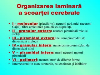 Organizarea laminară
a scoarţei cerebrale
• I – molecular (plexiform): neuroni rari, mici (neuroni
Cajal), fibre amielinice paralele cu suprafaţa
• II – granular extern: neuroni piramidali mici şi
stelaţi
• III – piramidal extern: neuroni piramidali de
dimensiuni mijlocii
• IV – granular intern: numeroşi neuroni stelaţi de
dimensiuni mici
• V – piramidal intern : marii neuroni motori
piramidali
• VI – polimorf: neuroni mari de diferite forme
• Interneuroni: în toate straturile, rol excitator şi inhibitor

 