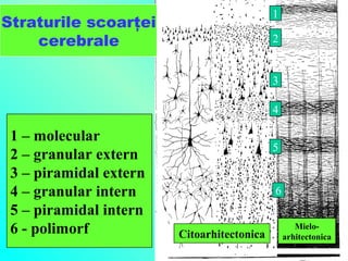 1

Straturile scoarţei
cerebrale

2

3
4

1 – molecular
2 – granular extern
3 – piramidal extern
4 – granular intern
5 – piramidal intern
6 - polimorf

5

6

Citoarhitectonica

Mieloarhitectonica

 