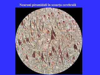 Neuroni piramidali în scoarţa cerebrală

 