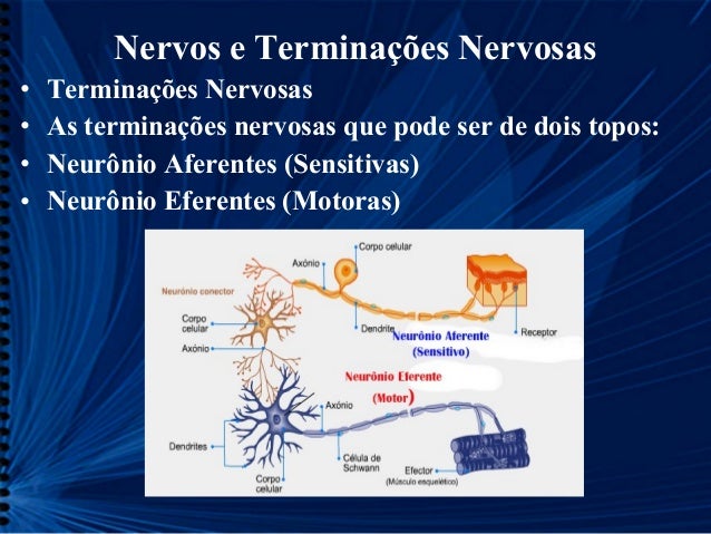 Nervos e terminações nervosas cp 11