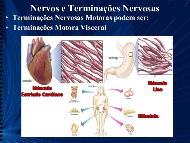 Nervos e terminações nervosas cp 11