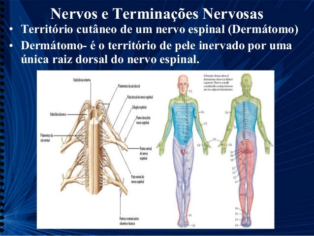 Nervos e terminações nervosas cp 11