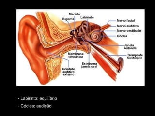 - Labirinto: equilíbrio
- Cóclea: audição

 