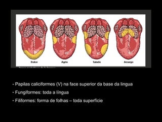 - Papilas caliciformes (V) na face superior da base da lingua
- Fungiformes: toda a língua
- Filiformes: forma de folhas – toda superfície

 