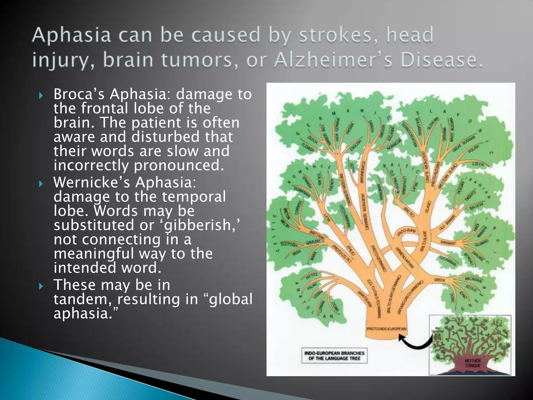 Broca’s Aphasia: damage to the frontal lobe of the brain. The patient is often aware and disturbed that their words are slow and incorrectly pronounced.Wernicke’s Aphasia: damage to the temporal lobe. Words may be substituted or ‘gibberish,’ not connecting in a meaningful way to the intended word. These may be in tandem, resulting in “global aphasia.” Aphasia can be caused by strokes, head injury, brain tumors, or Alzheimer’s Disease. 