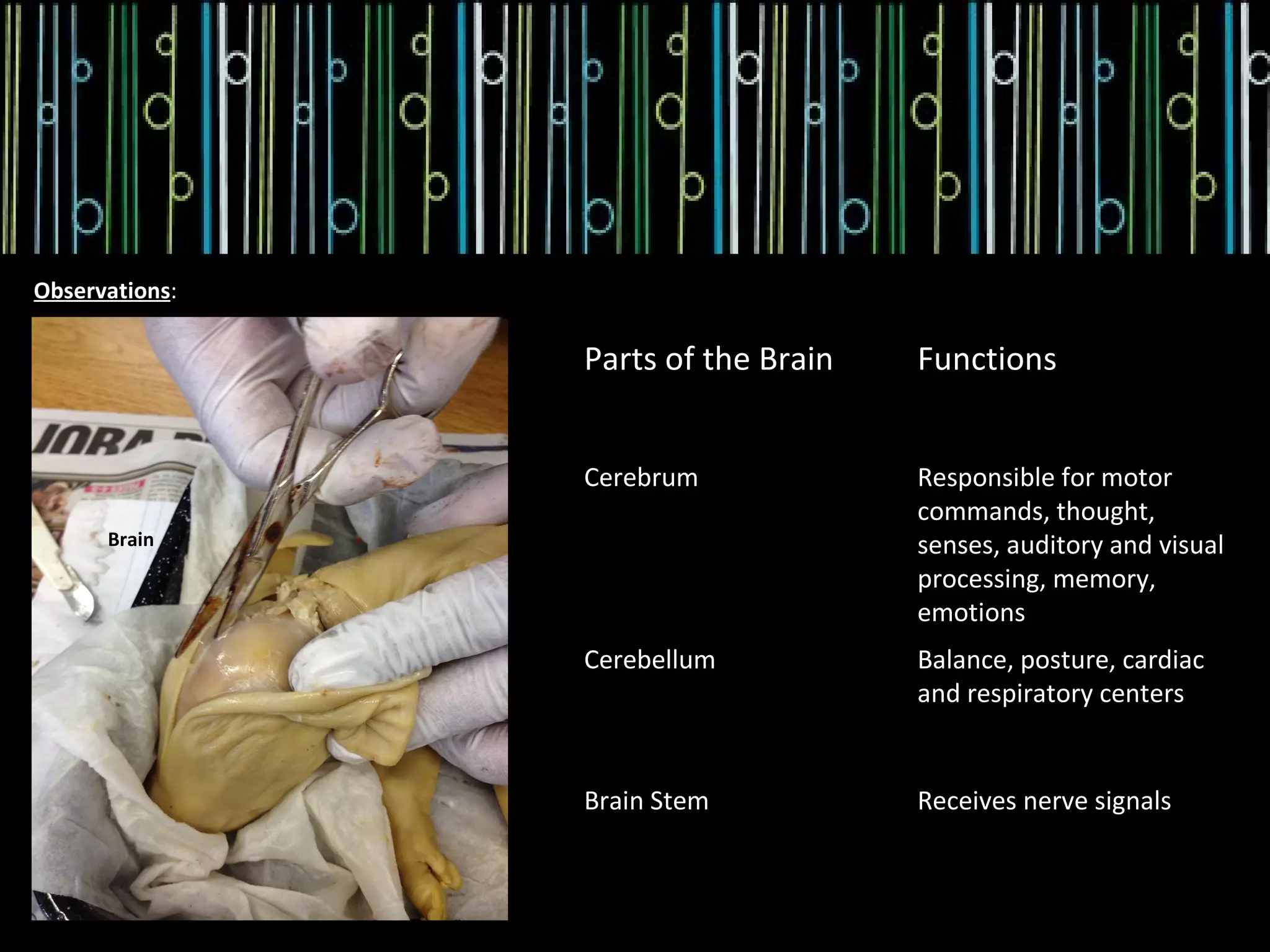 NERVOUS - Fetal Pig Dissection | PPT
