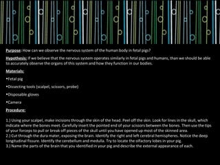 Purpose: How can we observe the nervous system of the human body in fetal pigs?
Hypothesis: If we believe that the nervous system operates similarly in fetal pigs and humans, than we should be able
to accurately observe the organs of this system and how they function in our bodies.
Materials:
•Fetal pig
•Dissecting tools (scalpel, scissors, probe)
•Disposable gloves
•Camera
Procedure:

1.) Using your scalpel, make incisions through the skin of the head. Peel off the skin. Look for lines in the skull, which
indicate where the bones meet. Carefully insert the pointed end of your scissors between the bones. Then use the tips
of your forceps to pull or break off pieces of the skull until you have opened up most of the skinned area.
2.) Cut through the dura mater, exposing the brain. Identify the right and left cerebral hemispheres. Notice the deep
longitudinal fissure. Identify the cerebellum and medulla. Try to locate the olfactory lobes in your pig.
3.) Name the parts of the brain that you identified in your pig and describe the external appearance of each.
 