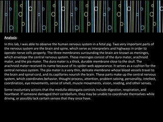 Analysis:
In this lab, I was able to observe the human nervous system in a fetal pig. Two very important parts of
the nervous system are the brain and spine, which serve as interpreters and highways in order to
operate nerve cells properly. The three membranes surrounding the brain are known as meninges,
which envelope the central nervous system. These meninges consist of the dura mater, arachnoid
mater, and the pia mater. The dura mater is a thick, durable membrane close to the skull. The
arachnoid mater received its name because of its spider-web appearance. It serves as a cushion for the
central nervous system. The pia mater is a very thin, delicate membrane whose blood vessels travel to
the brain and spinal cord, and its capillaries nourish the brain. These parts make up the central nervous
system, which coordinates behavior, thought process, attention, problem solving, personality, intellect,
coordination, eye movements, sense of smell, muscle movements, vision, reading, and other senses.
Some involuntary actions that the medulla oblongata controls include digestion, respiration, and
heartbeat. If someone damaged their cerebellum, they may be unable to coordinate themselves while
driving, or possibly lack certain senses that they once have.
 