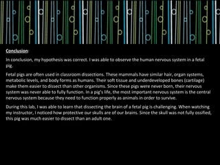 Conclusion:
In conclusion, my hypothesis was correct. I was able to observe the human nervous system in a fetal
pig.
Fetal pigs are often used in classroom dissections. These mammals have similar hair, organ systems,
metabolic levels, and body forms as humans. Their soft tissue and underdeveloped bones (cartilage)
make them easier to dissect than other organisms. Since these pigs were never born, their nervous
system was never able to fully function. In a pig’s life, the most important nervous system is the central
nervous system because they need to function properly as animals in order to survive.
During this lab, I was able to learn that dissecting the brain of a fetal pig is challenging. When watching
my instructor, I noticed how protective our skulls are of our brains. Since the skull was not fully ossified,
this pig was much easier to dissect than an adult one.
 
