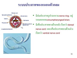 ระบบประสาทของหนอนตัวกลม

        • มีปมประสาทรู ปวงแหวน(nerve ring) อยู่
          รอบคอหอย(circumpharyngeal brian)
        • มีเส้นประสาททางด้านหลัง เรี ยกว่า dorsal
          nerve cord และเส้นประสาททางด้านล่าง
          เรี ยกว่า ventral nerve cord




                                              10
 