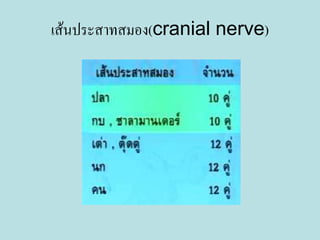 เส้นประสาทสมอง(cranial nerve)
 