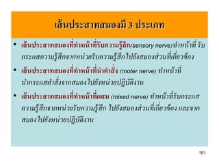 เส้ นประสาทสมองมี 3 ประเภท
• เส้ นประสาทสมองทีทาหน้ าทีรับความรู้สึก(sensory nerve)ทาหน้ าที่ รั บ
                          ่      ่
  กระแสความรู้ สึกจากหน่ วยรั บความรู้ สึกไปยังสมองส่ วนที่เกี่ยวข้ อง
• เส้ นประสาทสมองทีทาหน้ าทีนาคาสั่ ง (moter nerve) ทาหน้ าที่
                      ่        ่
  นากระแสคาสั่งจากสมองไปยังหน่ วยปฏิบัติงาน
• เส้ นประสาทสมองทีทาหน้ าที่ผสม (mixed nerve) ทาหน้ าที่รับกระแส
                        ่
  ความรู้ สึกจากหน่ วยรั บความรู้ สึก ไปยังสมองส่ วนที่เกี่ยวข้ อง และจาก
  สมองไปยังหน่ วยปฏิบัติงาน


                                                                      101
 