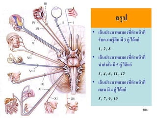สรุป
• เส้ นประสาทสมองทีทาหน้ าที่
                           ่
  รับความรู้ สึก มี 3 คู่ ได้ แก่
  1,2,8
• เส้ นประสาทสมองทีทาหน้ าที่่
  นาคาสั่ ง มี 5 คู่ ได้ แก่
  3 , 4 , 6 , 11 , 12
• เส้ นประสาทสมองทีทาหน้ าที่  ่
  ผสม มี 4 คู่ ได้ แก่
  5 , 7 , 9 , 10
                               104
 
