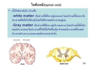 ไขสันหลัง(spinal cord)
• เนือไขสั นหลังมี 2 ส่ วนคือ
     ้
  - white matter เป็ นส่ วนทีมสีขาวอยู่รอบนอก โดยบริเวณนีมเี ฉพาะใย
                                     ่ ี                         ้
  ประสาททีมเี ยือไมอีลนหุ้มโดยไม่ มตวเซลล์ ประสาทอยู่เลย
            ่ ่          ิ          ี ั
  - Gray matter เป็ นส่ วนทีมสีเทา อยู่บริเวณกลางๆ โดยบริเวณนีมท้งตัว
                                   ่ ี                                ้ ี ั
  เซลล์ ประสาทและใยประสาททีไม่ มเี ยือไมอีลนหุ้ม ตัวเซลล์ ประสาทมีท้งเซลล์
                               ่         ่  ิ                       ั
  ประสาทประสานงานและเซลล์ประสาทนาคาสั่ ง




                                                                        105
 